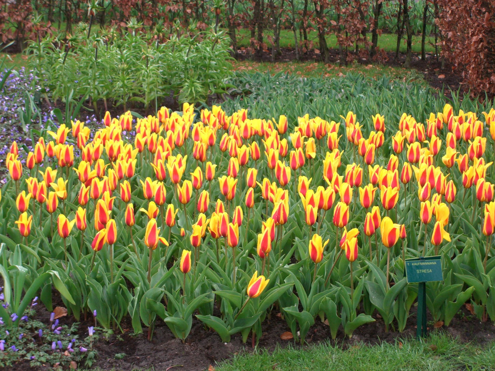 Netherlands Keukenhof